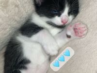 Kater & Kätzchen suchen gemeinsam ein liebevolles Zuhause🩷🩵