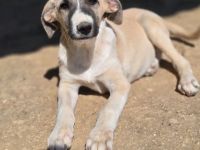 Orlando – tapferer Welpe mit großem Herzen