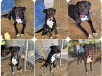 Onyx – ein schwarzer Schatz sucht sein Für-immer-Zuhause