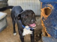 Onyx – ein schwarzer Schatz sucht sein Für-immer-Zuhause