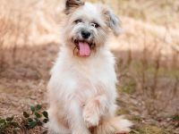 Tyoma: eine Fellnase für gemütliche Spaziergänge