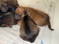 5 Zauberhafte Jackapoo Welpen 4Weibchen & 1 Rüde suchen ein liebevolles zuhause