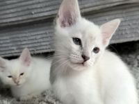 Nur noch 1 Ragdoll Kater Kitten in liebevolle Hände abzugeben