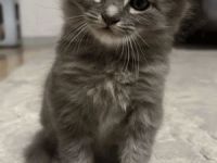 Kuschelalarm! 2 süße BKH Tabby Kätzchen abzugeben