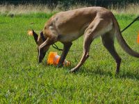 Nasenarbeit Geruchsdifferenzierung Hund KURS