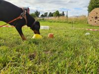 Nasenarbeit Hund Gassi interessanter