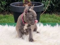 Französische Bulldoggen Welpen suchen nach Ihrem Traumschloss Auszugsbereit