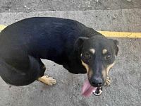 Tziganu, sehr freundlich und lieb