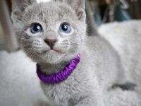 Russisch-Blau-Seelenkaterle suchen ihre Lieblingsmenschen