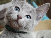 2 Russisch-Blau-Seelenkaterle suchen ihre Lieblingsmenschen