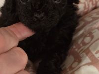 Teacup Pudel Tiny Toypudel Hündin