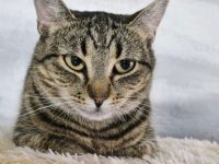 Junge Katzendame Hilly