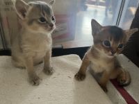 Traumhaft schöne Abessinier Var. Kitten mit Stammbaum