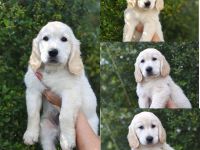 Golden Retriever Welpen