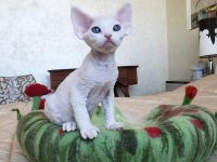 Süße Devon Rex Schneebälle