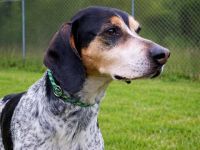 Benson 3 (Mischling, männlicher Beagle-X)