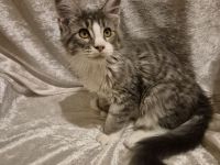 Poly Maine Coon Kitten