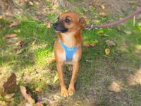 Bambi sucht ein Zuhause