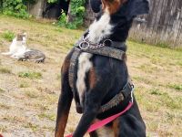 Jolene- verschmuste Hündin sucht ihre Menschen🫂🩷