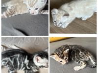 Bengal kitten Snow Lynx oder  Silber oder Braun mit Stammbaum