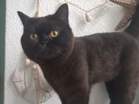 Britisch Kurzhaar Kitten