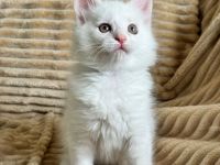 Reinrassige Maine Coon kitten