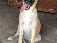 Jacky sucht ihr Für-immer-Zuhause