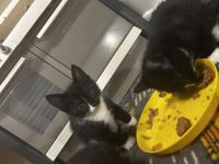 Kitten suchen ein neues Zuhause