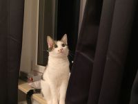 Liebe Katze Lucy sucht ein neues Zuhause.