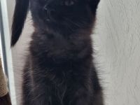 5 süße Kätzchen suchen neues Zuhause