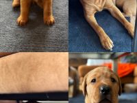 Reinrassige Labrador-Welpen in Red Fox