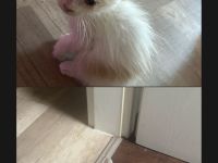 Babykatzen Abzugeben