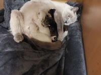 2 britisch kurzhaar suchen ein Zuhause