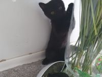 Süße BKH Kater abzugeben