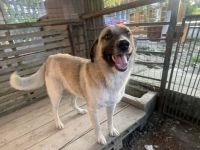 Wirbelwind Monty sucht sein Gegenstück