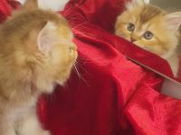 BKH Kitten reinrassig golden