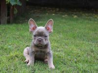 Französische Bulldogge Welpen