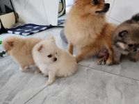 Pomeranian/Zwergspitz Welpen