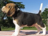 verspielte vitale reinrassige Beagle Welpen Rüden suchen ab dem 03.10.2025 ein liebes zu Hause