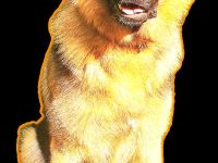 Deutscher Schäferhund Rüde