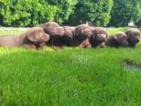 Labrador Welpen choco