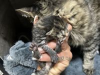 Maine Coon, Kitten abzugeben, Katzenbabys, Babykatzen, Langhaarkatze, Hauskatze, Kätzchen
