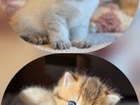 Bärchen Brüder BKH Britisch Kurzhaar