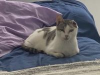 Gus, Einohrkater und FelV positiv