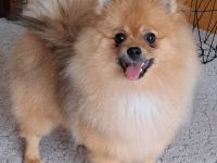Pomeranian Spitz pups