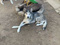 Siberian Huskies zu verkaufen