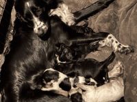 Liebe aufgeweckte Border Collie, Cocker Spaniel, kl. Münsterländer Mischlinge