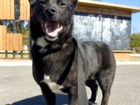 Glascha, eine kleine Fellnase auf der Suche nach Vertrauen