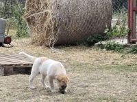 Kleine Chanti Sucht ein zuhause