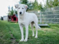 Love sucht ein einfühlsames Zuhause